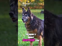 Why You Should Not Get A King Shepherd #dog #shortvideo #shorts #doglover