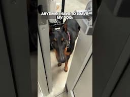 Left All Alone #dog #funny #puppy #doberman #dobermanpinschers #dobermanpuppy #dogsfunny