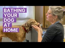 How to Bath Your Dog at Home