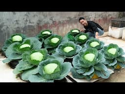 Turn an old tire into a super easy garden to grow cabbage, Grow cabbage from seeds