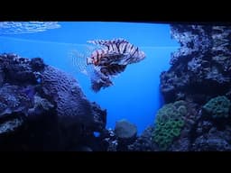 Aquarium 4K Video |Sea Animals With Relaxing Music|Sleep Relax Meditation #aquarium |Fishes & Corals