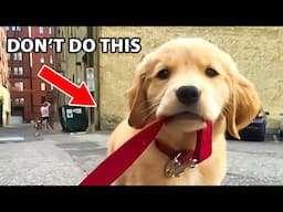 10 Things Golden Retriever Owners Do Wrong Every Day