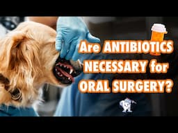 Antibiotics After Dental Cleanings May Not Be Necessary