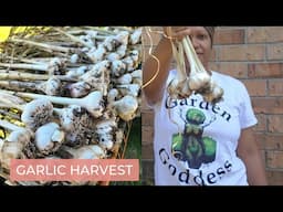 Garlic Harvest