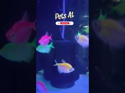 Glofish Aquarium #glofish #neon #shorts @PetsAt