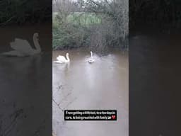 Crash landed young swan, returned to his mum!