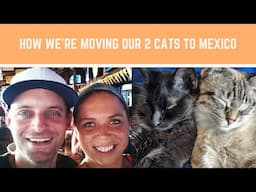 How We're Moving Our Cats To Mexico - Traveling With Pets