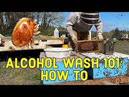 Save Your Bees! Alcohol Wash Technique for Battling Varroa Mites