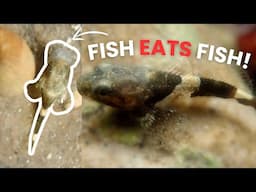 FISH EATS A BABY FISH!! (amazing close up fish footage - rockpooling vlog)