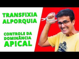 Transfixia, Alporquia, Controle da Dominância Apical no bonsai  e muito mais!!!