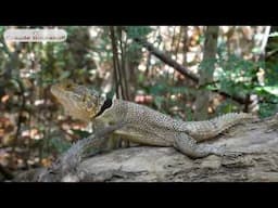 MADAGASCAR- PARC DE MASOALA  - Village d' Ambodiforaha