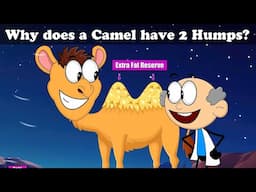 Why does a Camel have 2 Humps? + more videos | #aumsum #kids #cartoon #whatif