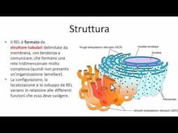 Reticolo endoplasmatico liscio (REL)