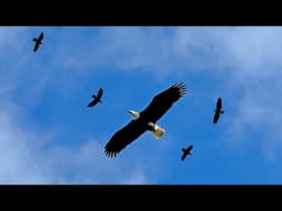 Eagles Soaring in Circles above the Dungeness River Levee Trail