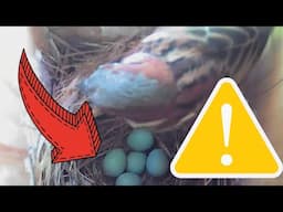 House Sparrow destroys bluebird eggs (GRAPHIC)