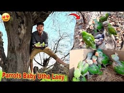 Hole Sy Green Parrots Ky Baby Utha Leay 😍