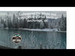 Endangered Fin Whale and Scenic Wintry Drive South of Anchorage, AK