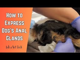 How to Express Dog's Anal Glands - Veterinarian Recommended Way- Full Expression in Video