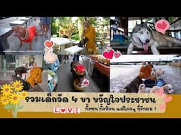 ( FULL ) Pet Lover by Jerhigh EP.01 | เด็กวัด 4 ขา...ขวัญใจมหาชน