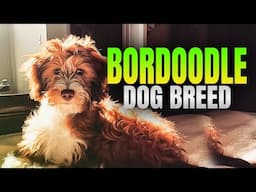 Bordoodle Dog Breed Pros and Cons