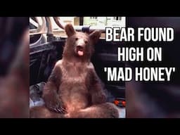 Hilarious Video of Bear Found High on MAD HONEY in Turkey!