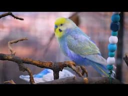 Beautiful Budgies Singing for Spring