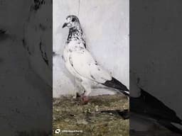 35 Walay Batera || Home breed #pigeon #kabootar