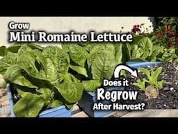 How to Grow Mini Romaine or Little Gem Lettuce from Seed 🥬| Will it regrow after harvest??