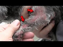 Worst Dog Skin Infection We've Ever Seen | Use This Pet Shampoo !