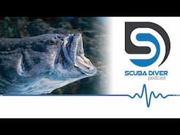 Threat of Hybrid Grouper: An Ecological Nightmare #scuba #podcast #news