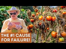 The Biggest Reason for Failure When Growing Tomatoes!