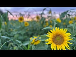 🌻 Sunflowers & Sunsets here on the farm