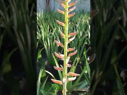 Aloe vera chinensis