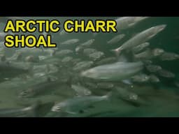 Arctic Charr Shoal in Wales