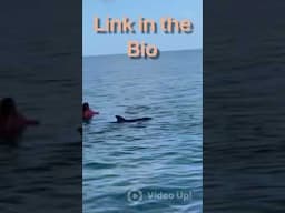 Wild dolphins in Florida 👇video in the comments.