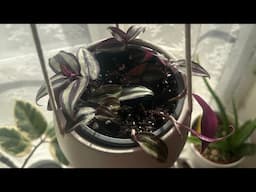 How to propagate wandering Jew plant | Tradescantia zebrina | Garden Ideas & DIY