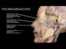 7 Maxillary Artery