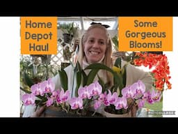 Orchid Shopping Haul!!! Spectacular Blooms in the Garden! Upcoming announcements!