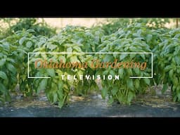 Basil Production on the Best of Oklahoma Gardening November 23, 2024