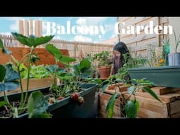 Little forest in the sky | my 2022 balcony garden | second year gardening