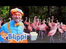 Blippi at the Zoo - Feeding the Birds | Blippi | Shows for Kids - Explore With Me!