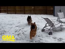 POV: You're a German Shepherd who loves snow