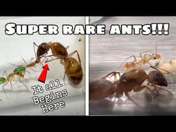 Unboxing My New Super Rare Ant Species! (Transparent Yellow workers)