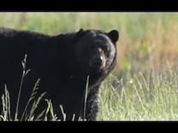 Greg Stalnaker's Wilderness Bear Attack