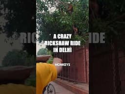 Crazy Rickshaw Ride in Delhi 🇮🇳 scared of monkeys 🙈