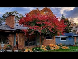 End of October Walkabout & Garden Tour - Fall Color Peak! 🍁🍁🍁