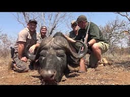 Bush Africa Safaris Buffalo Hunts 2022