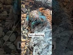 Lizards Love Dance Battles