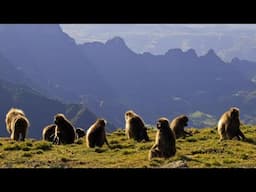 National Geographic - King of the Mountain Baboons - New Documentary HD 2017