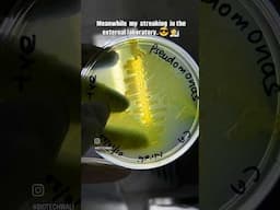 Streaking - Agar Plates.  #microbiology #streaking #petridish #bacteria #microbes